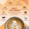 imageRYZE SUPERFOODS RYZE n Shine Bundle USDA Organic Mushroom Coffee  Probiotic Coffee Creamer with 6 Adaptogenic Mushrooms and MCT Oil or Better Energy Focus Digestion Immunity 30  30 Servings